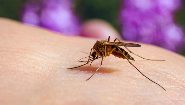 Virus du Nil occidental au Maroc : ce qu'il faut savoir sur cette infection transmise par les moustiques